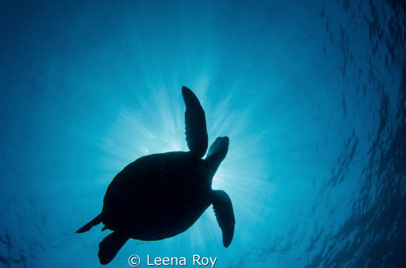 Turtle in flight by Leena Roy 