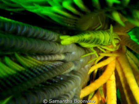 yellow vertigo...hidden crinoid shrimp by Samantha Buonvino 