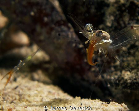 This shrimp reminds me a little of Alice cooper :P by James Deverich 