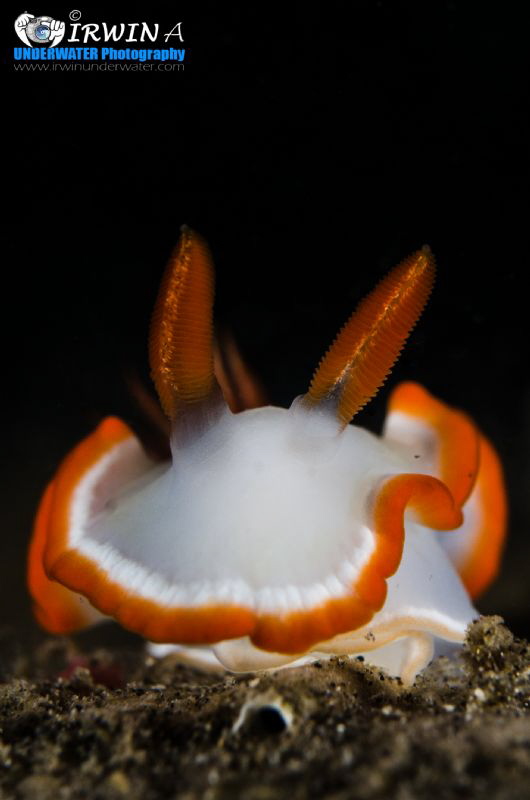 O R A N G E & W H I T E
Nudibranch (Ardeadoris averni)
... by Irwin Ang 