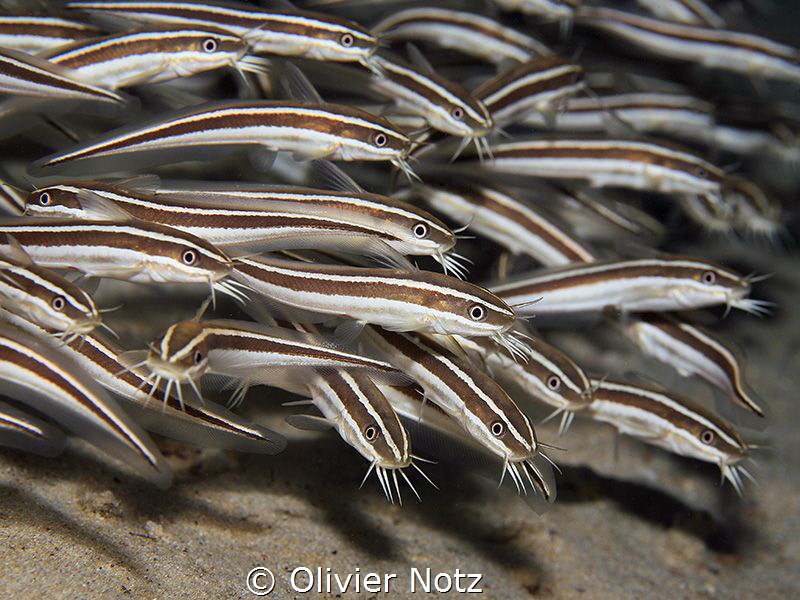 Juvenile striped eel catsfishes in the Bay by Olivier Notz 