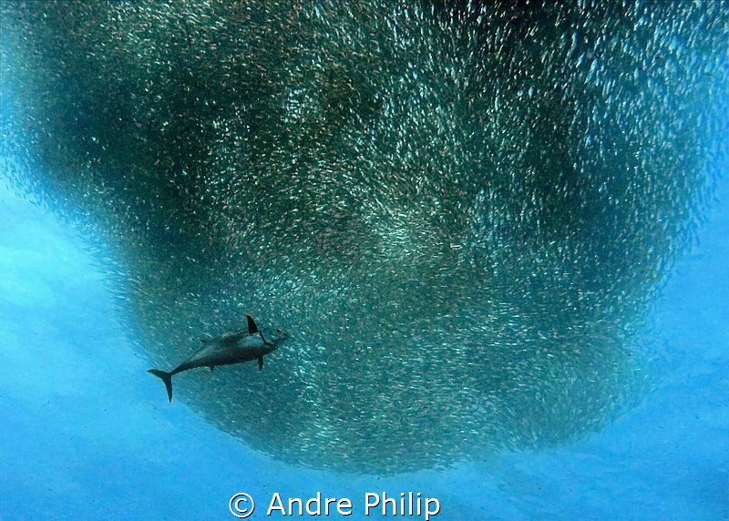 Action pure - a big tuna attacks a baitball of sardines by Andre Philip 