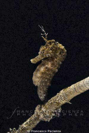 Seahorse with Skeleton shrimp by Francesco Pacienza 