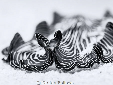 Slim slow slider. Flatworm - Pseudobiceros sp. Mae Haad, ... by Stefan Follows 