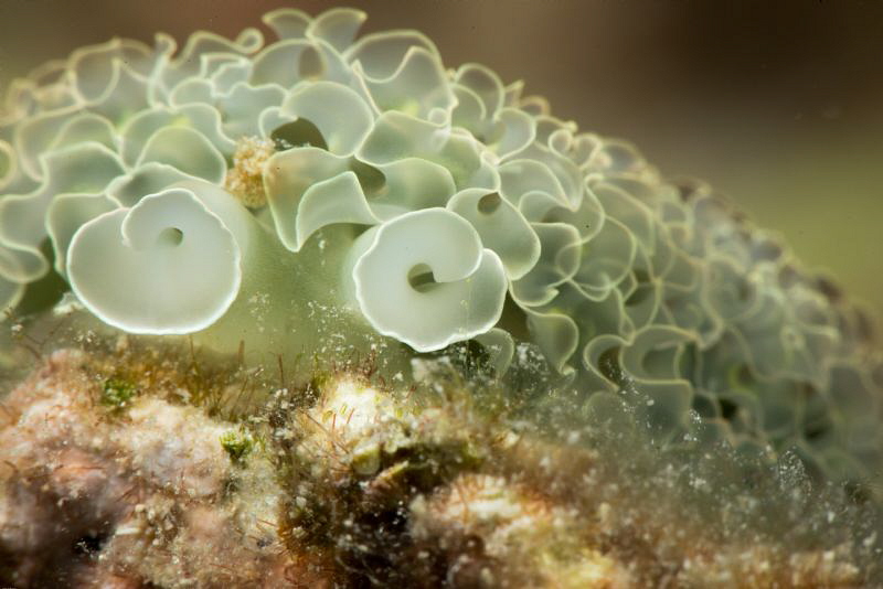 Just love these guys! Lettuce sea slug. by John Roach 