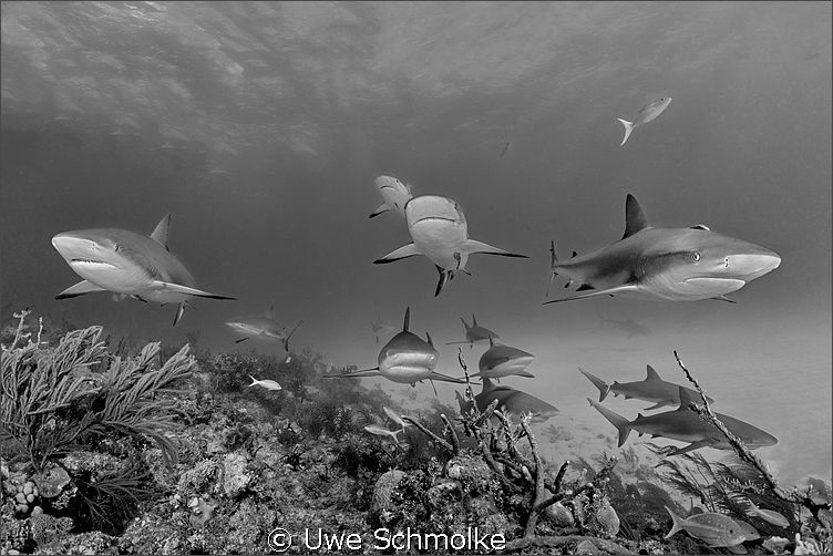 Among sharks by Uwe Schmolke 