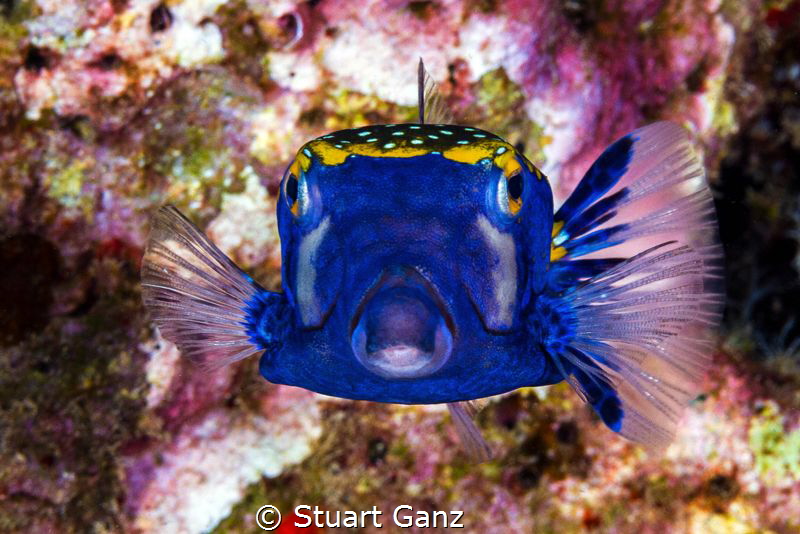 Blue box fish by Stuart Ganz 