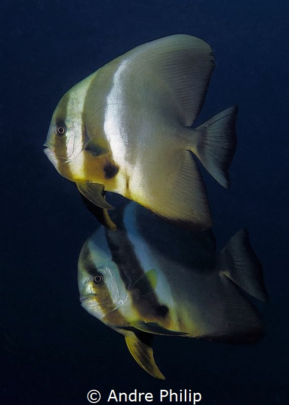 A curious couple of batfish by Andre Philip 