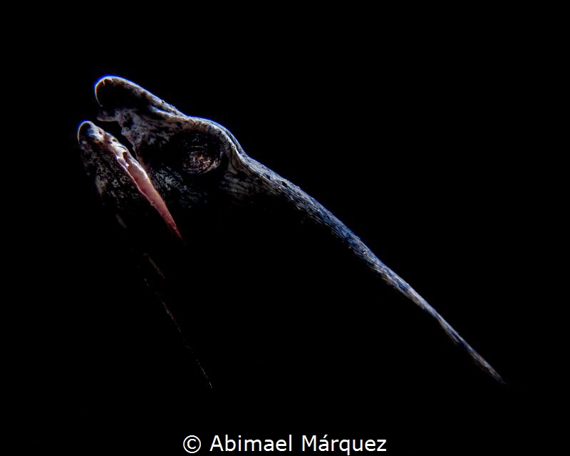 Snake Eel,  Backlighting. by Abimael Márquez 