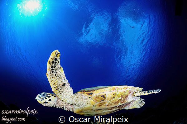 Turtle by Oscar Miralpeix 