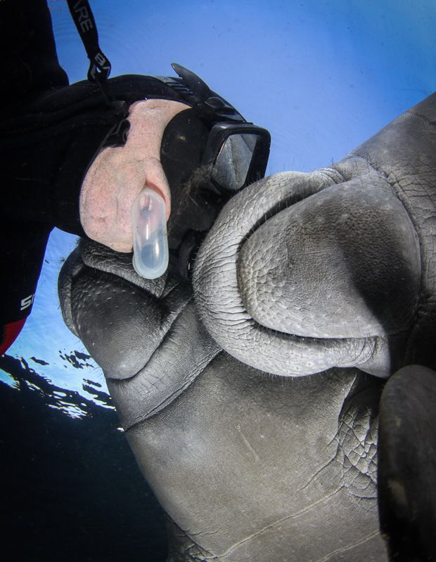 Face push. In the Manatee sanctuary touching is forbidden... by Steven Miller 