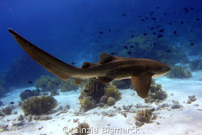 My dream comes true
Leopard shark - Stegostoma fasciatum... by Cinzia Bismarck 