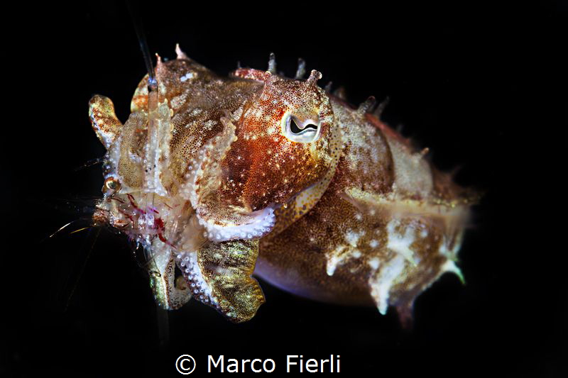 Tiny cuttlefish eating an even tinier shrimp by Marco Fierli 
