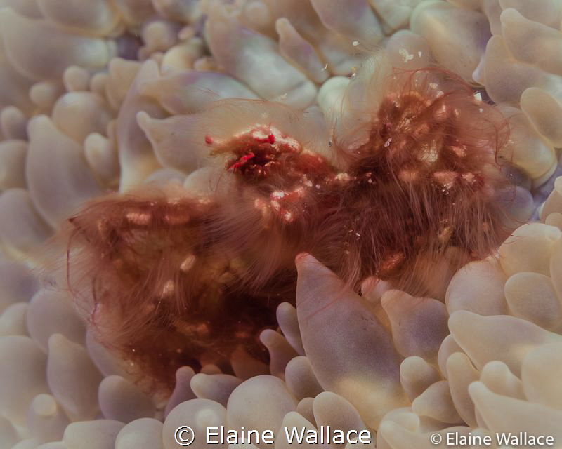 Orangutan crab by Elaine Wallace 
