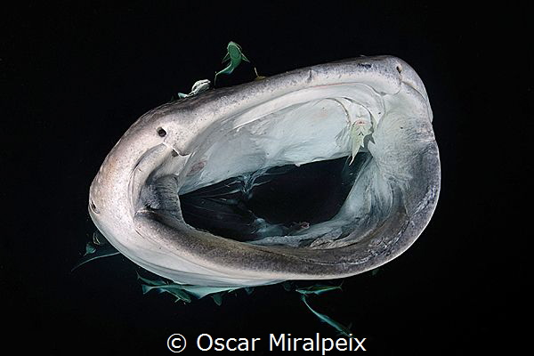 whaleshark by Oscar Miralpeix 