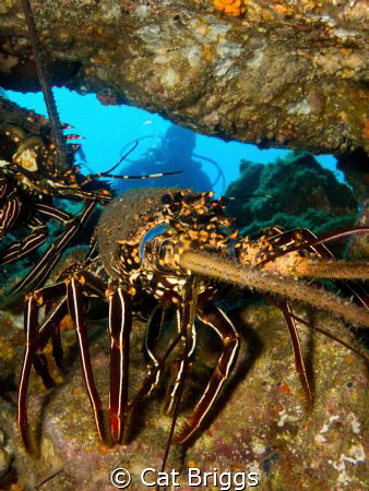 spiny lobster at Socorro by Cat Briggs 