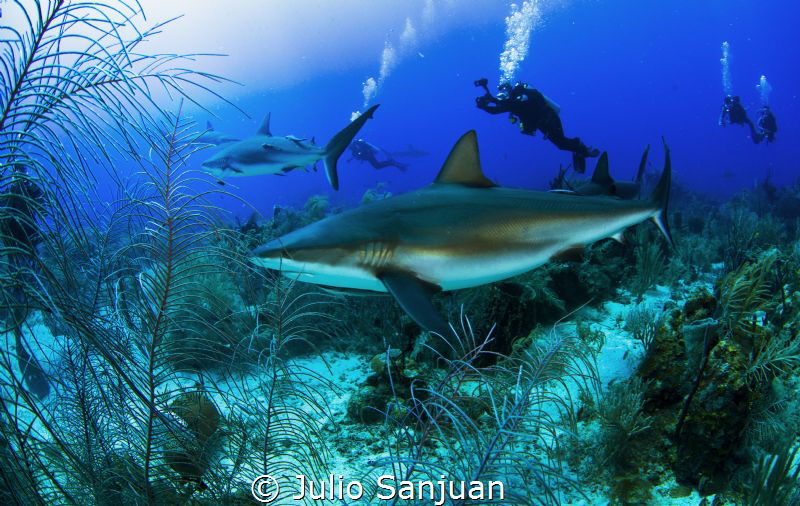 Caribbean sharks by Julio Sanjuan 