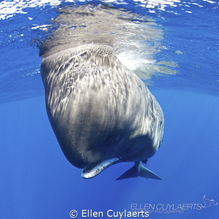 "Do I fit in your frame...or your world"
Sperm whale
Ta... by Ellen Cuylaerts 