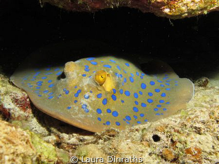 Blue spotted ribbontail stingray (Taeniura lymma) by Laura Dinraths 