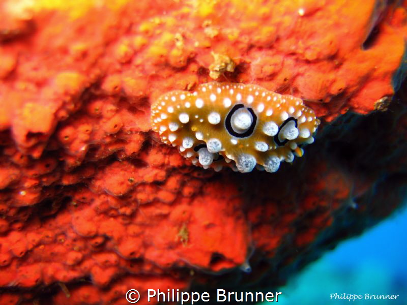 Nudibranch by Philippe Brunner 