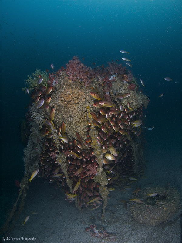 Inchcape 1 (wreck, 32 m deep) by Iyad Suleyman 