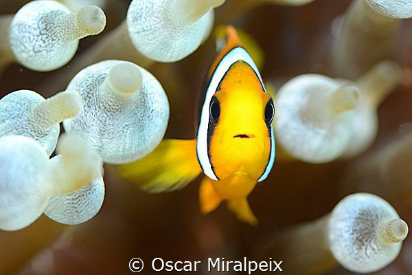 clownfish by Oscar Miralpeix 