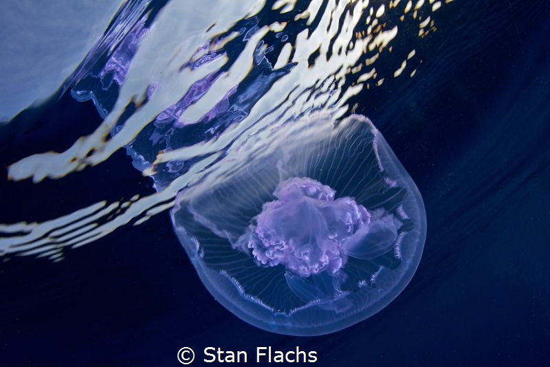 Jellyfish reflection by Stan Flachs 
