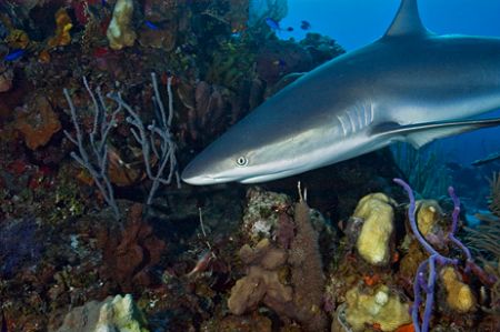 Reef Shark, Turks & Caicos. This one kept ciircling me, g... by Andy Lerner 