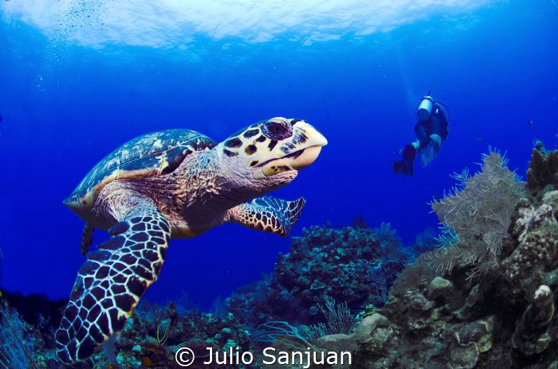 Turtle and diver by Julio Sanjuan 