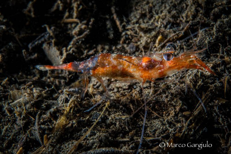 Red Shrimp with eggs by Marco Gargiulo 