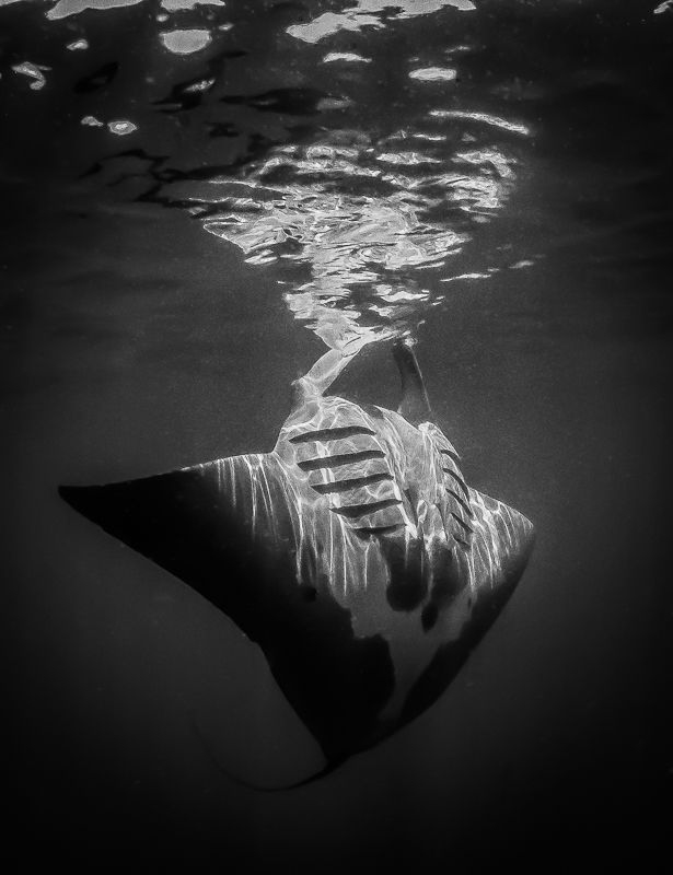 Manta Ray close with fisheye and natural light by Steven Miller 