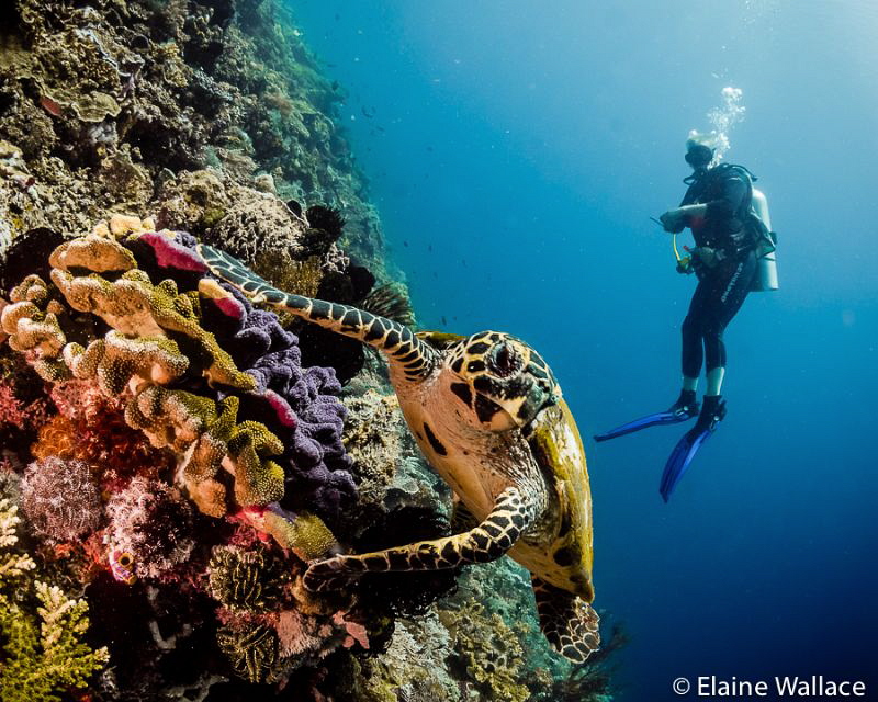 Hawksbill turtle with my husband by Elaine Wallace 