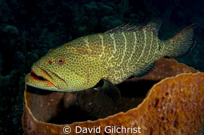 Grouper hovering over basket sponge in the waters of the ... by David Gilchrist 