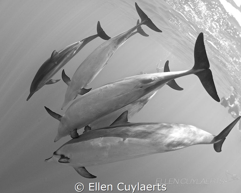 "White belly blues"

Spinner dolphins in milky water, K... by Ellen Cuylaerts 