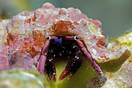 Hermit Crab, Big Island of Hawaii by James Kashner 