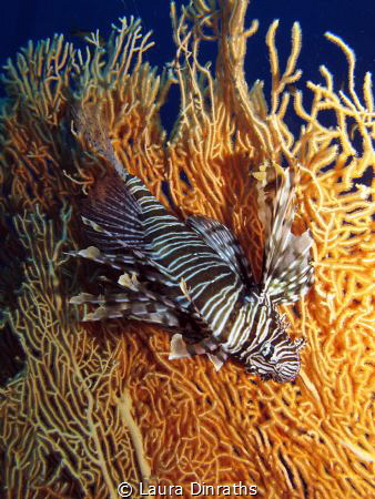 Lionfish on gorgonian by Laura Dinraths 