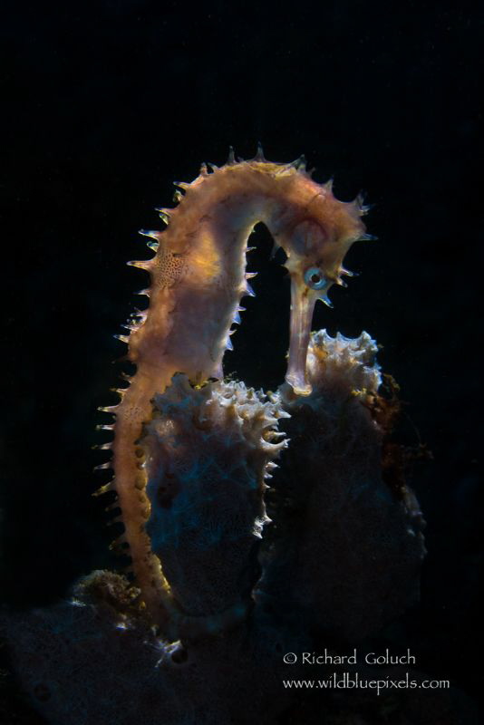 Thorny Seahorse-Lembeh. by Richard Goluch 