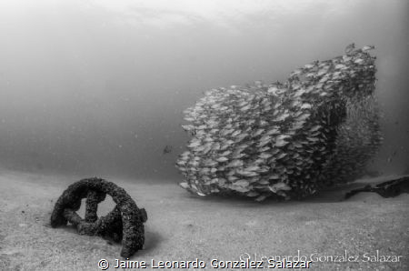 Shot of a fragment from El Vencedor, a shipwreck in Cabo ... by Jaime Leonardo Gonzalez Salazar 