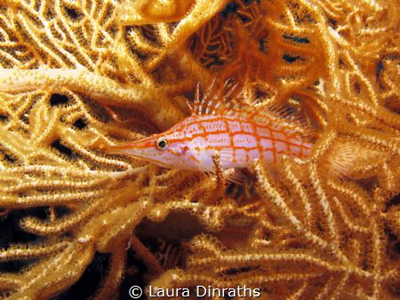 Longnose hawkfish camouflaged on gorgonian by Laura Dinraths 