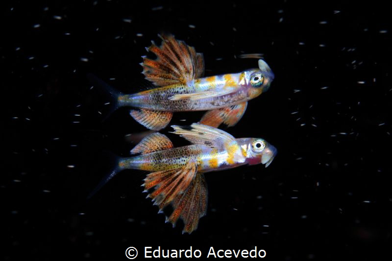 Juvenil flying fish open ocean by Eduardo Acevedo 