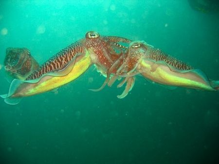Yikes!! 2 cuttlefish sizing each other up in foreplay whi... by Reeza Mohd Rosli 