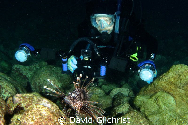 Diver moves in close to photograph a Lion Fish (Pterois v... by David Gilchrist 