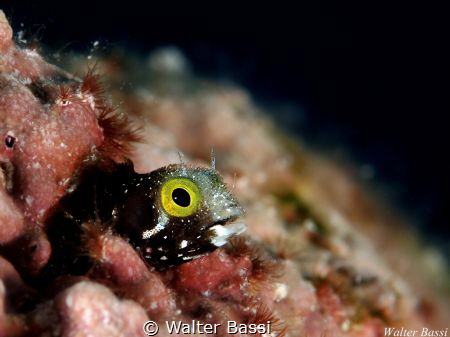 small blenny by Walter Bassi 