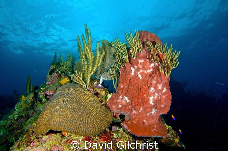 Roatan Reef Scenic by David Gilchrist 
