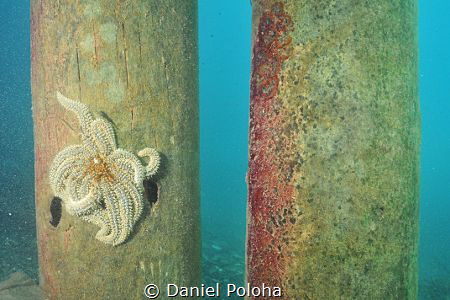 Prickly eleven-armed sea star Coscinasterias calamaria on... by Daniel Poloha 