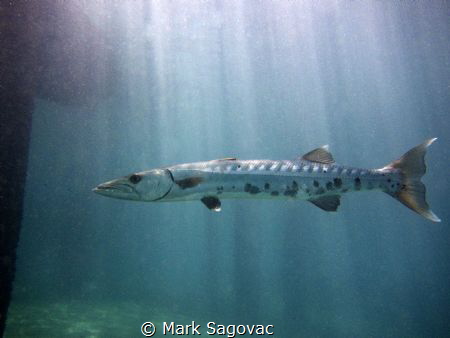 Barracuda Bay
There is an area I swim to in the Lake Wor... by Mark Sagovac 