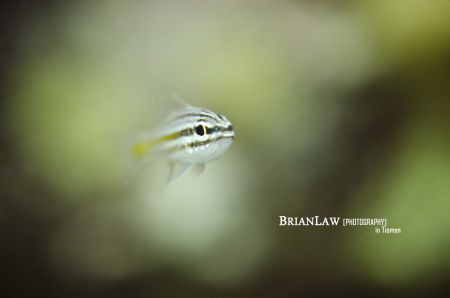 Glassfish at Tioman island taken with a Nikon D7000 Ikeli... by Brian Law 