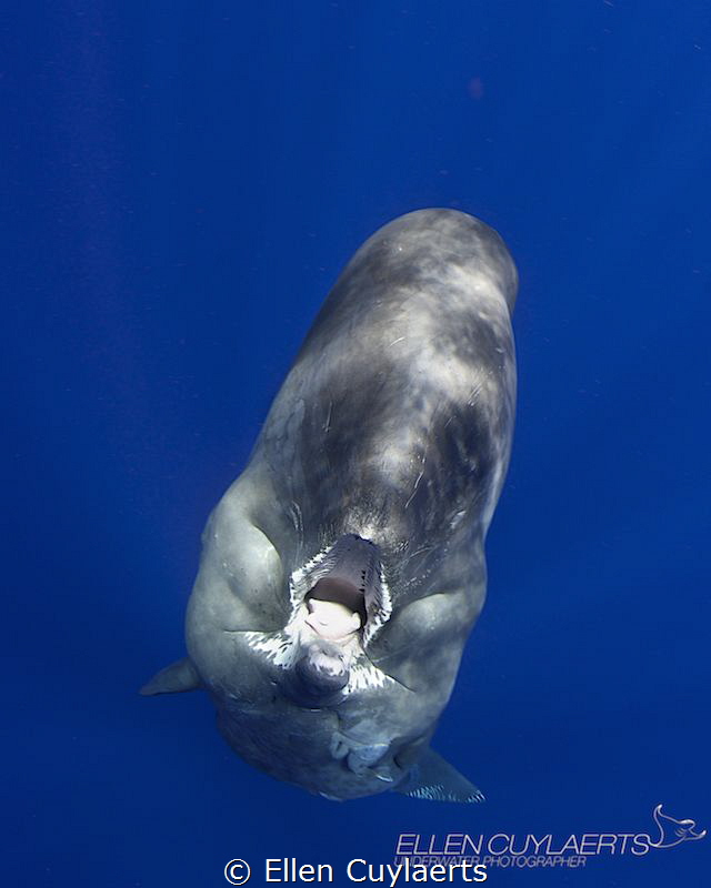 "A cry for the oceans"
Sperm whale calf
Picture taken u... by Ellen Cuylaerts 