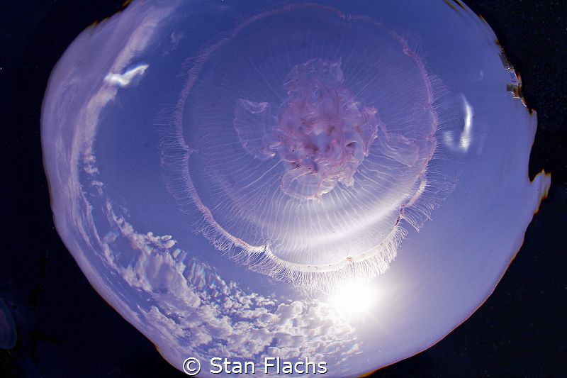 Jellyfish in the sky by Stan Flachs 