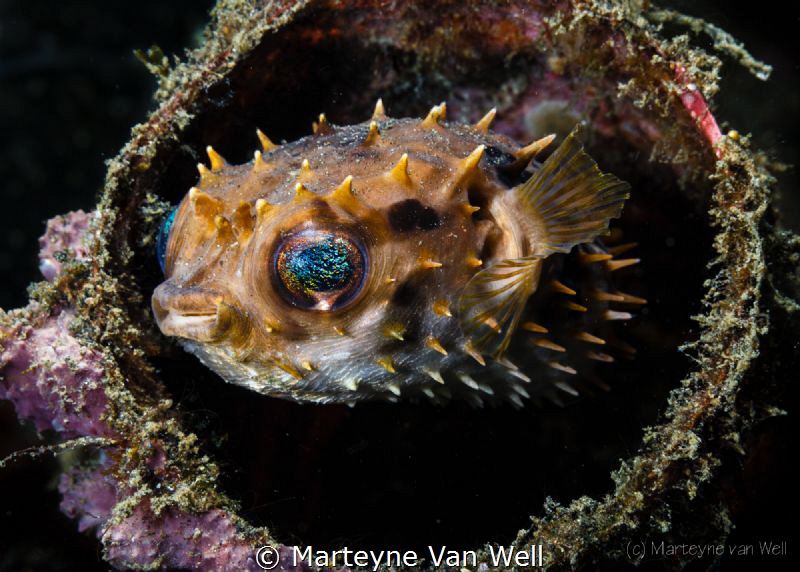 "Lembeh Style"; a Porcupine Pufferfish hiding in a discar... by Marteyne Van Well 